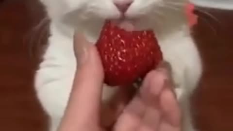 OMG 😻😻 cute cat baby| cat video|