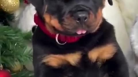 Funniest Cute Doggy Videos 3 ❤️❤️❤️💖🥀