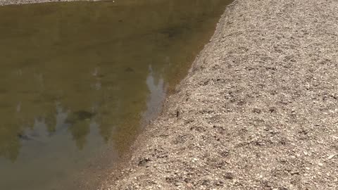 Lucky Find - Baby Catfish