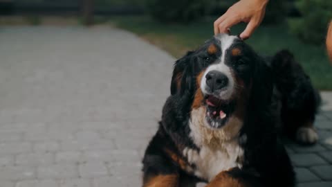 The longing for life should be accompanied by pets