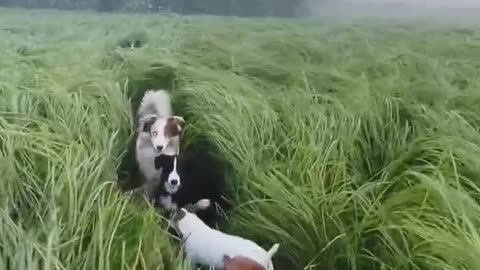 Dog's dreamland Fog, wheat fields and streams