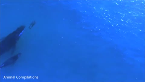 Booping a wild dolphin!