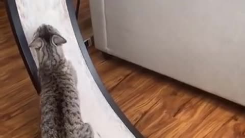 Cat learns how to use exercise wheel