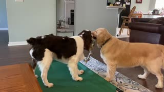 Golden Retriever & Springer Spaniel Puppies Playing Tug of War!