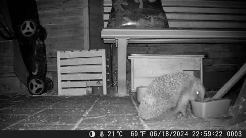 Hedgehog - Don't miss the mice! - Igel - Man beachte die Mäuse!