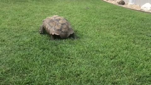 A Large Tortoise Chases Lawn Mower Across The Lawn
