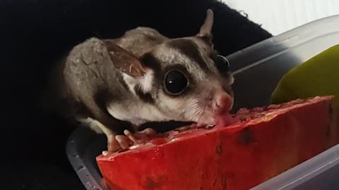 Hungry sugar glider enjoys pomegranate for breakfast