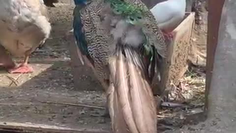 The peacock's feathers are in disarray