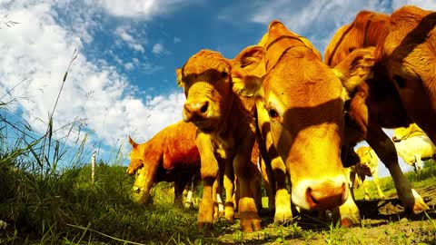 Adorable baby cows become fascinated with action camera