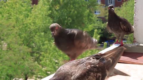 Grey pigeons video stock footage