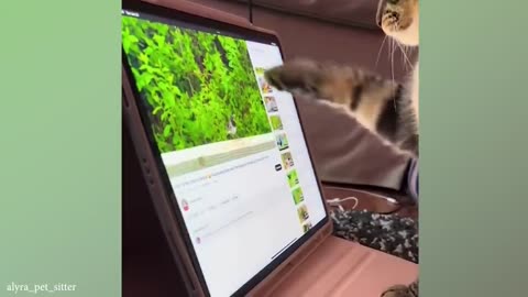 Funniest Cats And Dogs Videos 😁 Best Funny Animal Videos 2024 🥰
