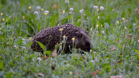 porcupines