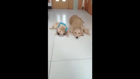 Golden Retriever Mama Leaves Food To Her Little cute Puppy