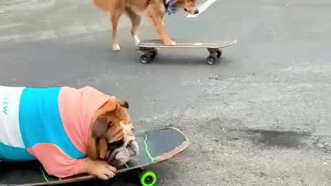 Doggo playing with skate board 🛹