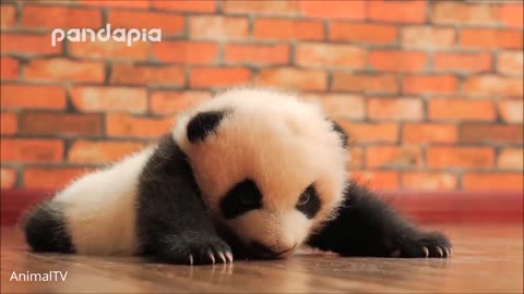 Cute Baby Pandas Playing Compilation