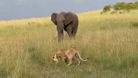 Cubs nearly get trampled Elephant 🙏