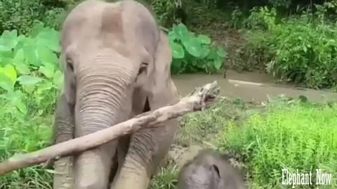 Elephant Throw A Tree Out Of the Way For His Little Son's Walk.