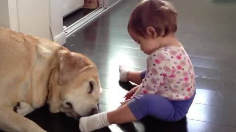 Adorable Baby Playing With big Dog