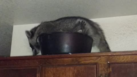 Racoons Get Cozy in Cookware