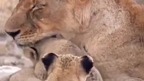 Parenting is Hard with Cute Lion Cubs🦁