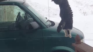 Hunting Kitty Hangs from Bird Feeder