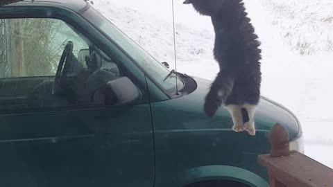 Hunting Kitty Hangs from Bird Feeder