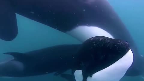 Baby whale beg human to save his mom