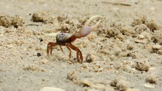 A Fiddler Crab On The Beach