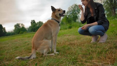 🐕Basic Dog Training – TOP 7 Basic Commands Every Dog Must Know!