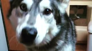 Grey and white husky catches brown treat in slow mo