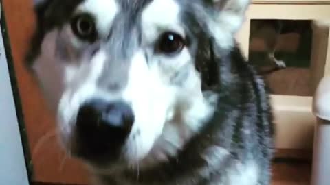 Grey and white husky catches brown treat in slow mo