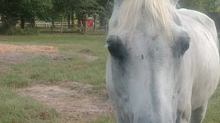 Horses, Dogs, and an old Gator