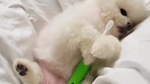 Cute Baby Pomeranian sleeping with toothbrush