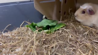 Guinea pig hide and seek with a cabbage