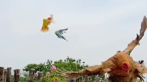 The flying chickens