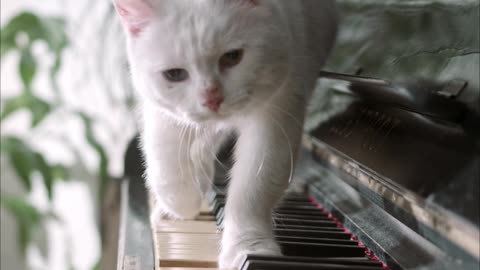 Cat Jumping Away From The Piano Key