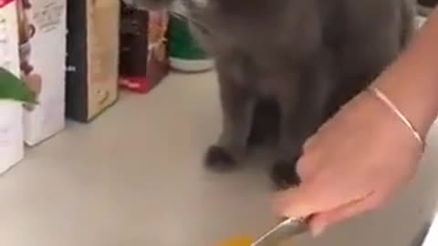 Cat crying