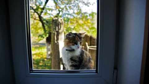 Wonderful feline howling external the window-2021