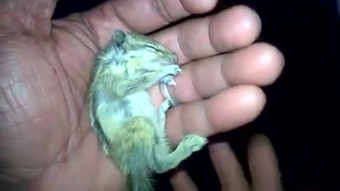Very Cute baby squirrel video