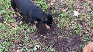 Dachshunds digging up backyard!