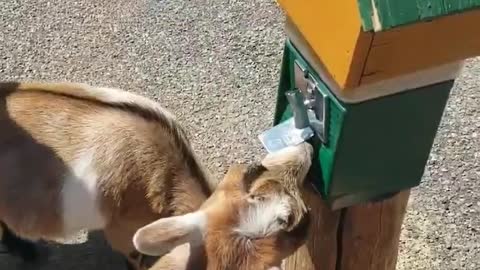 One Smart Goat