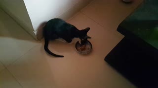 Kitten asking for food. Meowing for food.