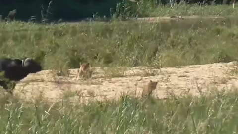 Lion is haunted by the onslaught of Wildebeests -The Giraffe kick almost knocked out the clumsy Lion