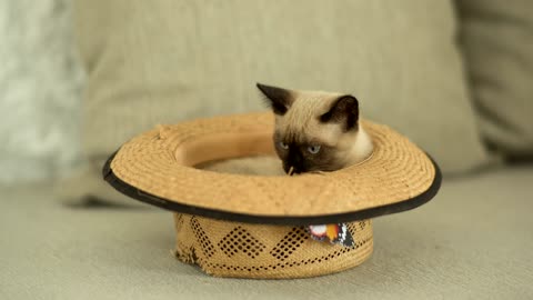 Siamese cat inside a hat A Siamese cat is inside a straw hat on the sofa.