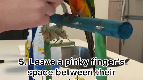 How to put on your bird's Aviator harness