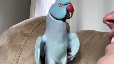 Chirpy Conversations: Meet the Adorable Bird with a Heartwarming Message!