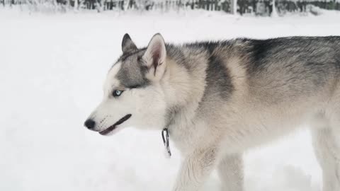 Watch This Beautiful Dog Having Joyful Time On The Ice!