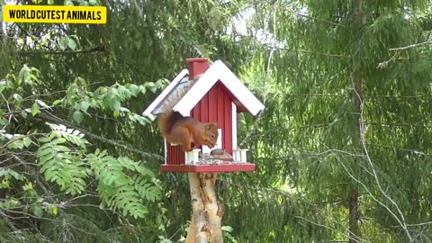Adorable Squirrel Shenanigans: A Cute and Funny HD Animal Video Delight!
