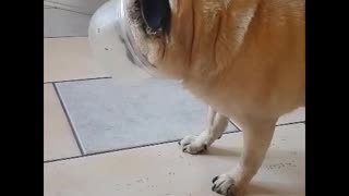 Pug stucks its face in a plastic bowl