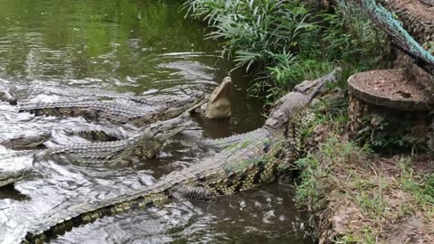 A group of Crocodiles